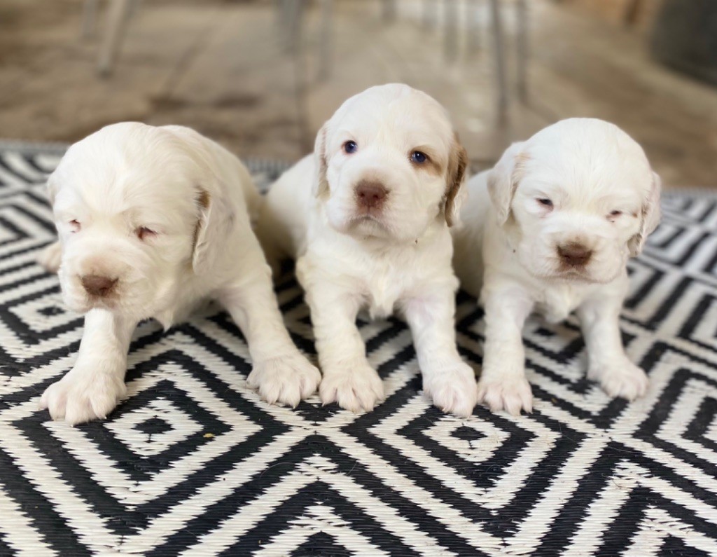 chiot Clumber Spaniel Just A Memory