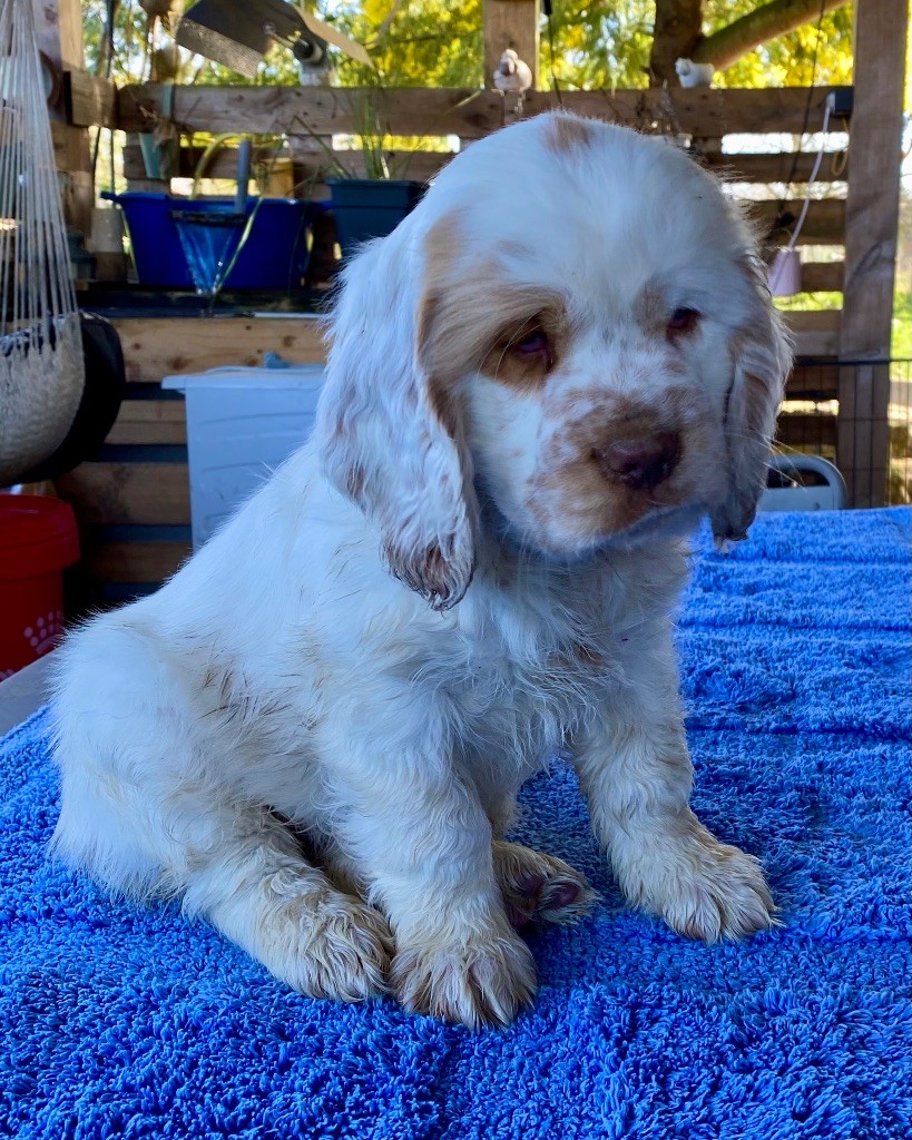 Just A Memory - Chiot disponible  - Clumber Spaniel