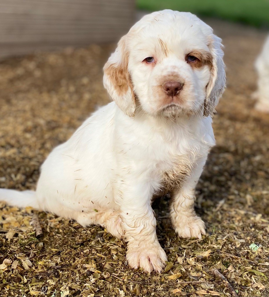 Just A Memory - Chiot disponible  - Clumber Spaniel
