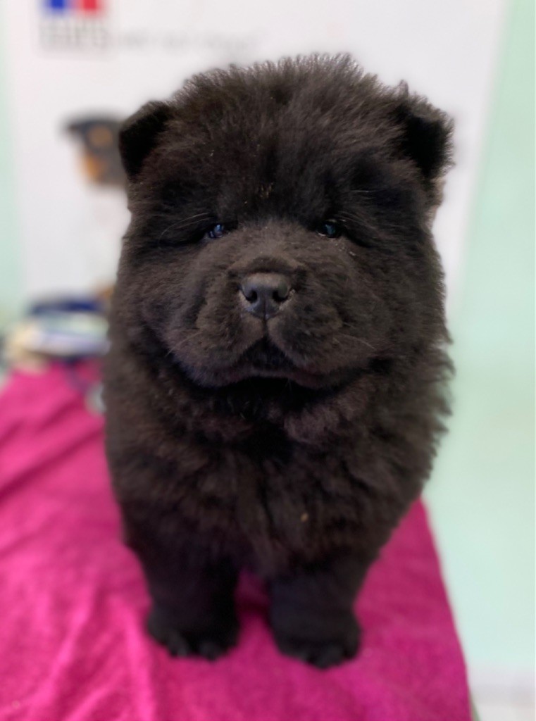 Just A Memory - Chiot disponible  - Chow Chow