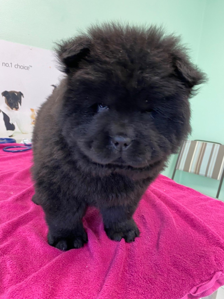 Just A Memory - Chiots disponibles - Chow Chow